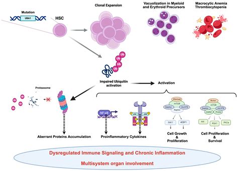 VEXAS Syndrome: Genetics, Gender Differences, Clinical Insights ...