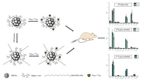 Preliminary Evaluation of Iron Oxide Nanoparticles Radiolabeled with ...