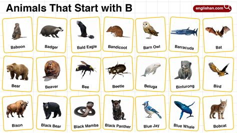 20+ Animals that Start with Z in English with Pictures