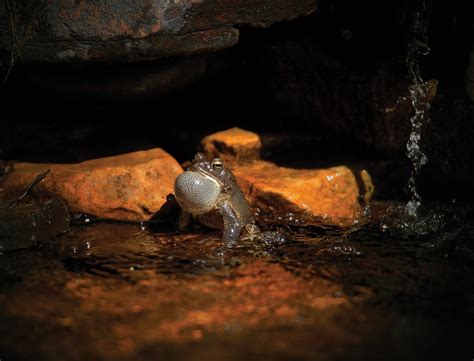 Do Toads Make Sounds 的图像结果