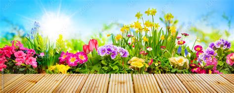 Spring flowers in garden Stock Photo | Adobe Stock