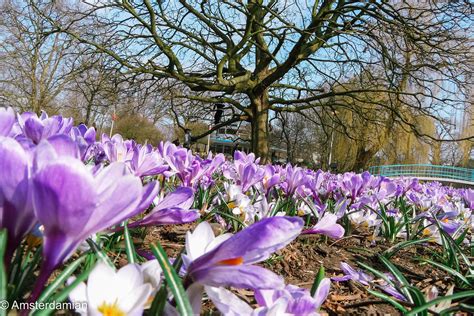 Image result for Spring Break Amsterdam