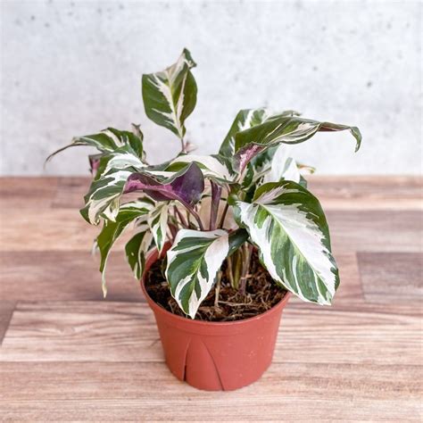 Calathea lietzei 'Stella' - Stella Calathea – Northern Ridge Nursery