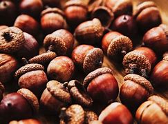 acorns 的图像结果