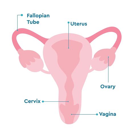 Female Reproductive System Diagram