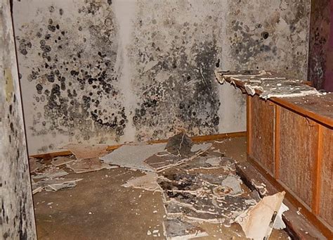 Home Exercise Program for Beginners 的图像结果