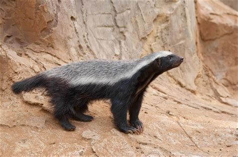 Honey Badger Animal Facts | Mellivora Capensis | AZ Animals