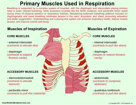 The Physiology of Breathing: Muscle Functions and Their Impact on Well ...