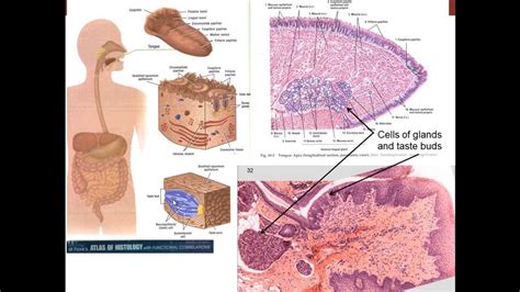 Image result for Digestive System Cells