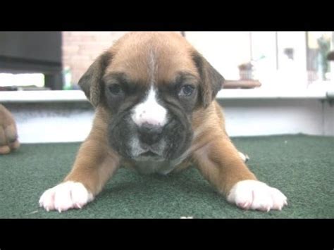 Image result for Boxer Dog Poop