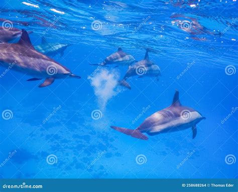 Muchos Delfines Nadan Mientras Hacen Snorkel En El Mar Rojo Foto de ...