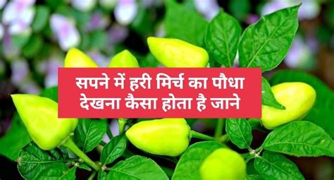 Ang nakakakita ng berdeng sili, lung at berdeng gramo ng halaman sa mga ...