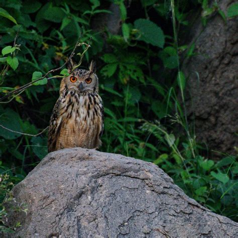 Sariska Tiger Reserve: A safari guide’s tips on the best time to visit ...