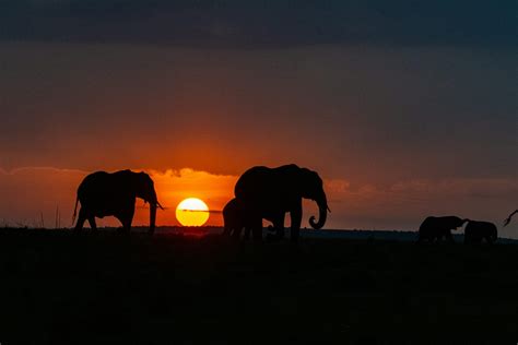 Black Rhinos Facts: Are They Endangered? Where Do They Live? | Home to Africa