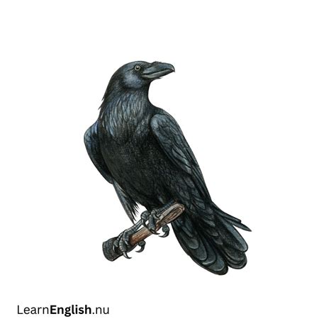 Animals in Spanish - learn spanish