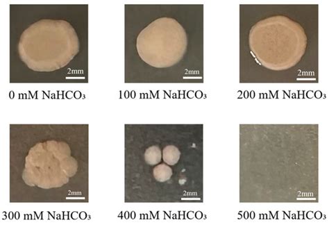 Maize Endophytic Plant Growth-Promoting Bacteria Peribacillus simplex ...
