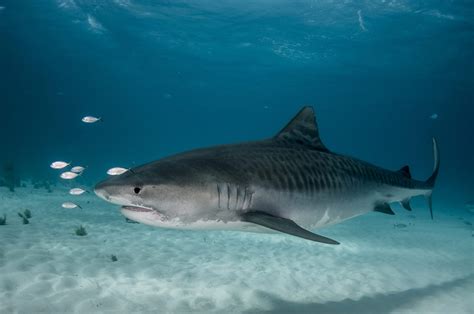 Tiger Shark - Oceana