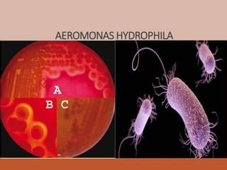 Image result for Example Email for Computing Lesson Year 3