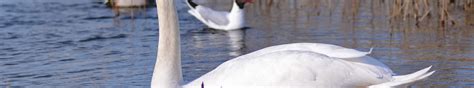 Download wallpaper water, drops, bird, Swan mute, section animals in ...