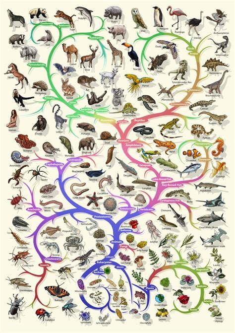 Image result for Life Evolution Tree