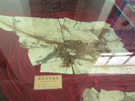 中国有哪些地方发掘出了恐龙化石？哪些地方被称为恐龙之乡？_热河