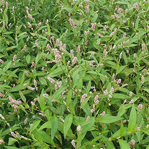 Water Pepper Seeds Persicaria hydropiper for planting edible herb gard ...