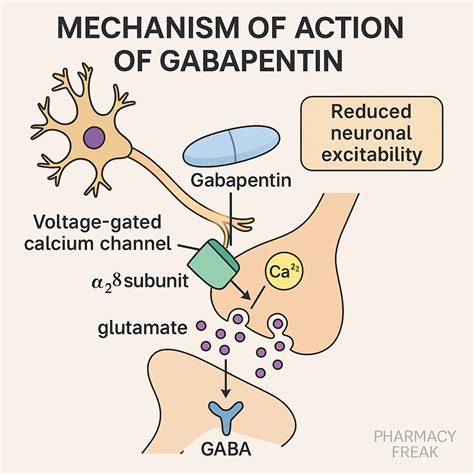 Mechanism of Action of Gabapentin