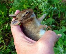 Image result for Cottontail Rabbit Babies