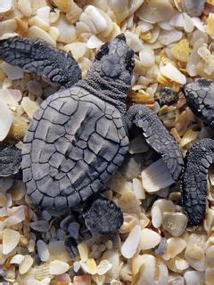 Download wallpaper 240x320 turtles, beach, stones, shell old mobile ...
