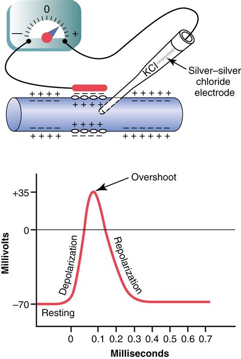 Image result for Diffusion Potentials