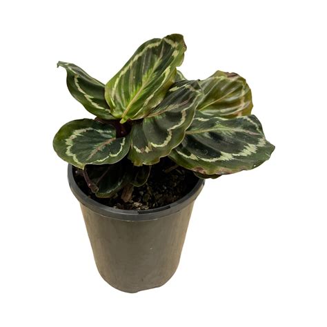 Calathea Medallion – Plant.addicts.anonymous