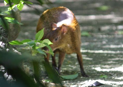 Wildlife Observation Journal: Coati, agouti, iguanas, and captive animals on a resort - Quintana ...