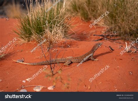 Monitor Lizard 的图像结果