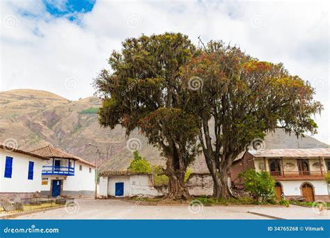 Large Tree Pisonay with Red, Flower in Peru,Puno,South America Stock ...