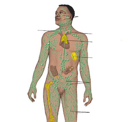Image result for Crash Course Lymph System