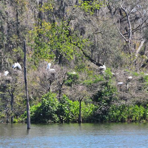 HARRIS NECK NATIONAL WILDLIFE REFUGE (Savannah) - 2022 What to Know ...