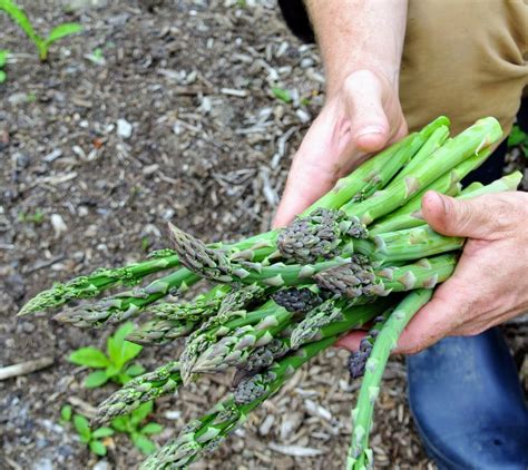 Planting Asparagus In Maine Planting Asparagus At My Farm The Martha