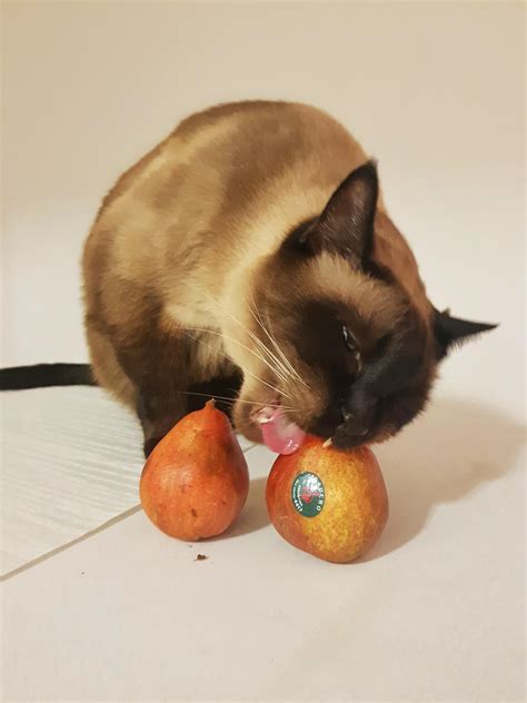 Can Cats Eat Peaches