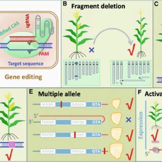 DNA Editing 的图像结果