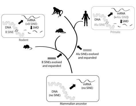 Evolution Graph 的图像结果