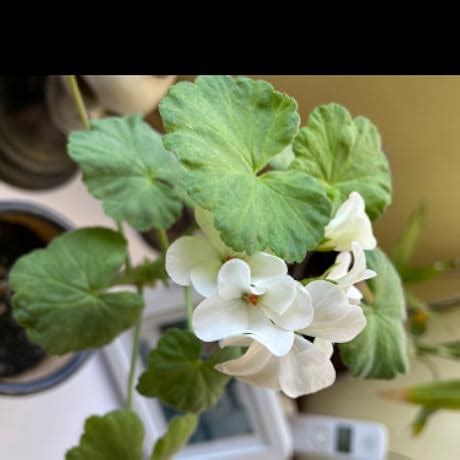 The Great Mental Models: General Thinking Concepts : Parrish, Shane ...