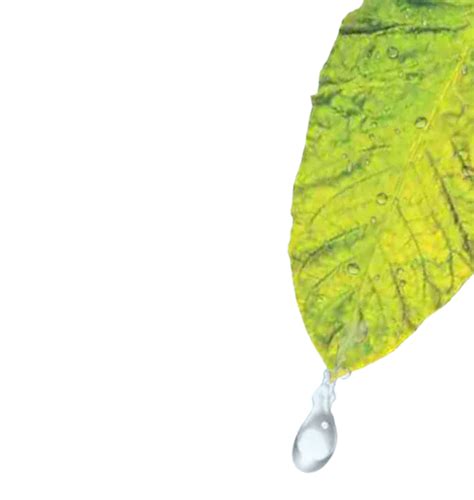 Nicotine – Cennet Biopharma