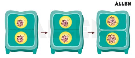 Cytokinins: Synthesis, Types and Physiological Effects