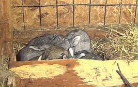 Image result for Adorable Baby Bunnies