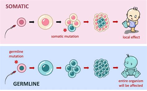 Mutation Outcomes