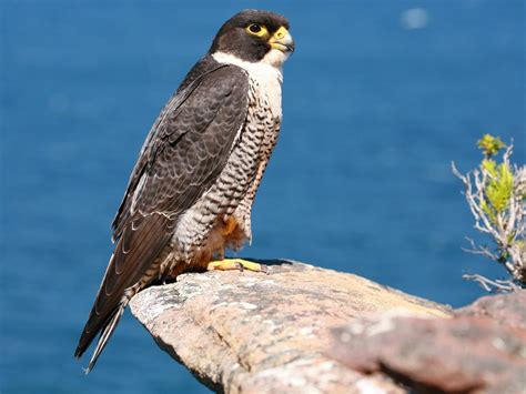 Peregrine Falcon | Celebrate Urban Birds