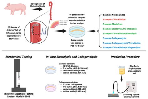 Effect of Ultraviolet Radiation on the Enzymolytic and Biomechanical ...