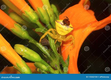 Crab Spider , Thomisidae , Bangalore , INDIA Stock Photo - Image of ...