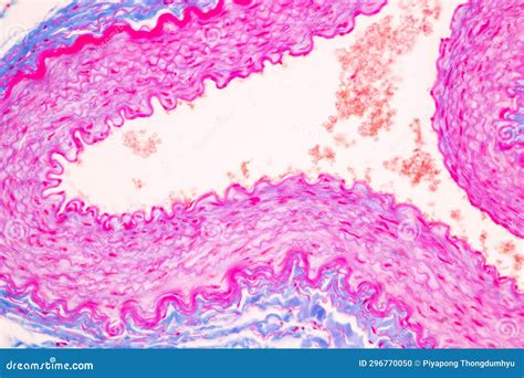 Human Nervous System Under the Microscope in Lab. Stock Photo - Image ...