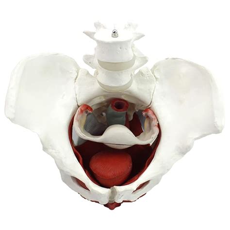 Buy Female Pelvis Model, Pelvic Floor Model, Pelvic Floor Muscle ...
